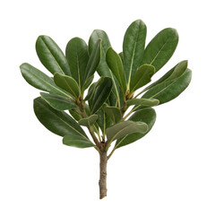 Lush green branch with oval leaves on a transparent background © GlebAbukan