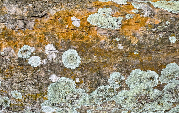 tree bark texture with natural green lichen and orange moss, rustic wooden background