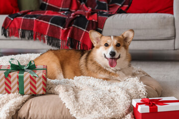 Christmas holiday pet celebration, happy corgi dog lying on a cozy bed with wrapped gift boxes in a festive living room interior for winter season © Pixel-Shot