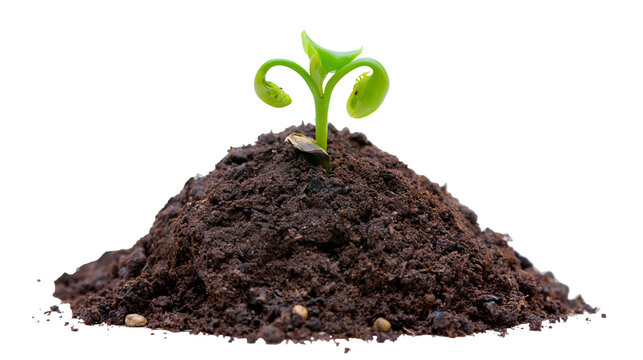 Small green seedling sprouting from a mound of dark fertile soil