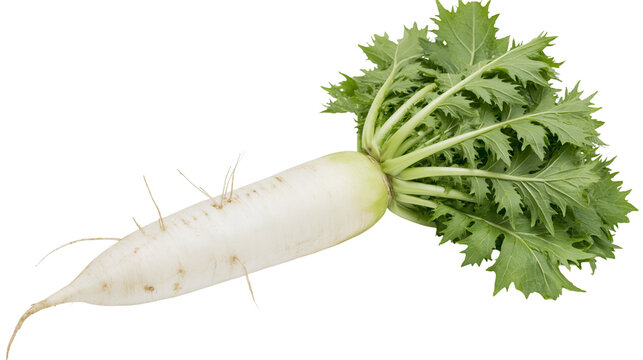 Fresh white daikon radish with long green serrated leaves