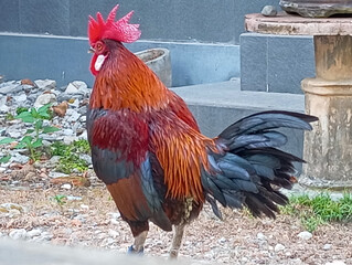 Stunning Colorful Rooster Standing in a Garden Setting © Satria