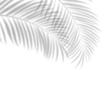 Arched tropical palm frond shadow overlay on transparent background. Overlay shadow effect of coconut leaf, mockups, invitations, branding, packaging, and overlay element