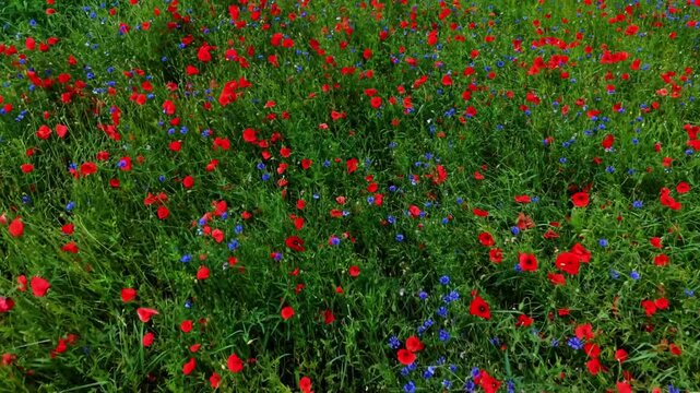 Cinematic drone footage tracking across a colorful meadow of wild red poppies and blue cornflowers in full bloom.