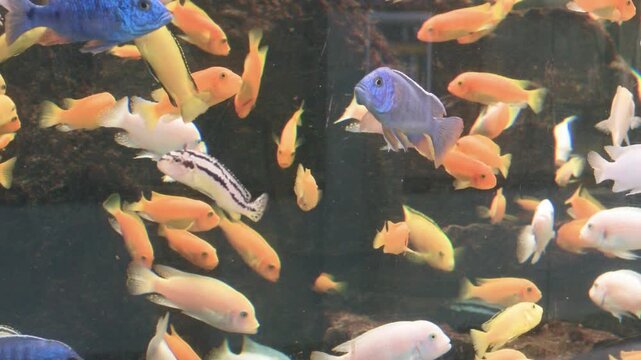 Group of colorful cichlid fish swimming in aquarium