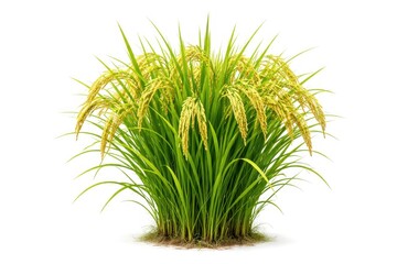Naklejka premium Lush rice plant with golden grains on white background.