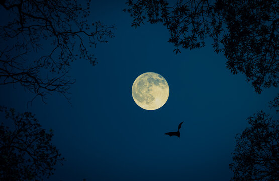 full moon and flying Bat throughout the tree branches with  Halloween night Sky mood