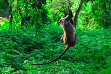 Blue Monkey Hanging from Tree Branch in Lush African Tropical Forest © Gina Mako