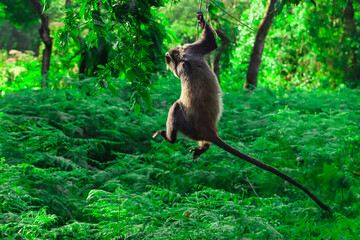 Blue Monkey Hanging from Tree Branch in Lush African Tropical Forest © Gina Mako