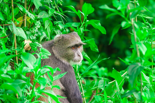 Blue Monkey (Cercopithecus mitis) Looking Back Through Lush Green Tropical Vegetation
