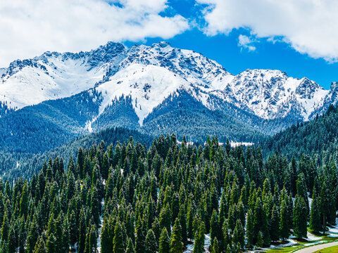 Aerial view of alpine mountain landscape with snow-covered peaks and evergreen spruce forest in summer, Jiangbulake Grassland, Xinjiang, China