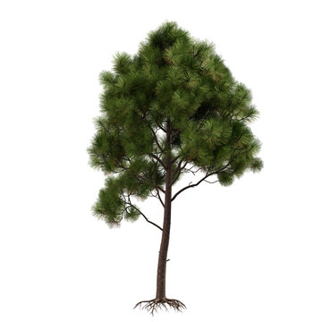 Pine tree isolated on transparent background. Pinus plant with green needles cutout png element design. Realistic botanical mediterranean forest object on white.