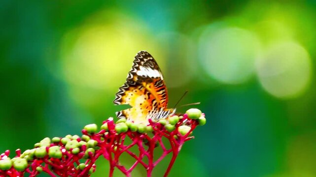 An orange and black butterfly with white wing markings rests on clusters of tiny pink flowers in a lush green garden, displaying intricate wing patterns and natural feeding behavior.