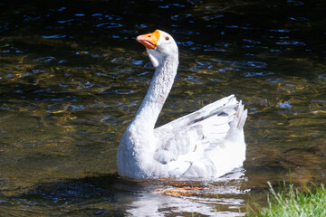 White goose swims calmly in shallow, clear water © schankz