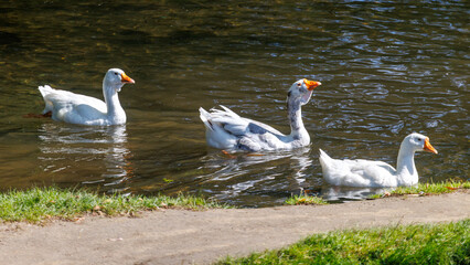 Three white geese swim in calm water near grassy bank © schankz