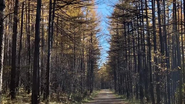 path in the woods