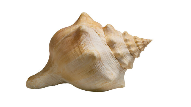Large beige spiral conch seashell with textured ridges and pointed apex