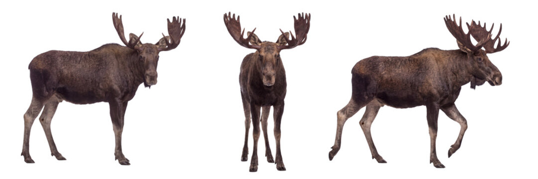 American moose isolated on transparent background