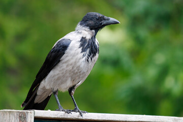 Fototapeta premium Black-headed crow perches on weathered wooden beam