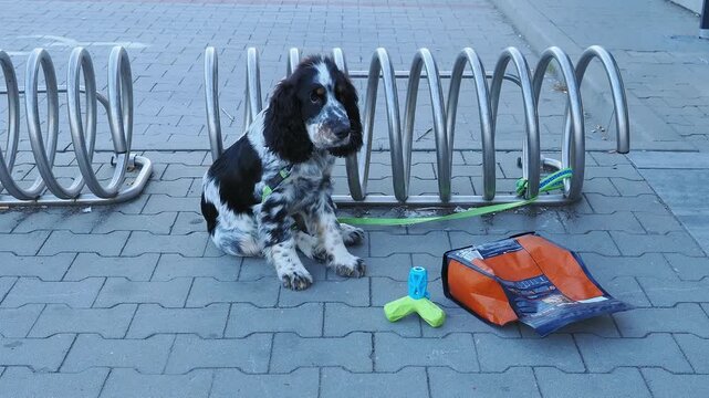 abandoned Springer Spaniel Puppy Waiting Tied to Bicycle Rack with Food and Toys