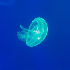 Transparent jellyfish glows softly in deep blue water © schankz