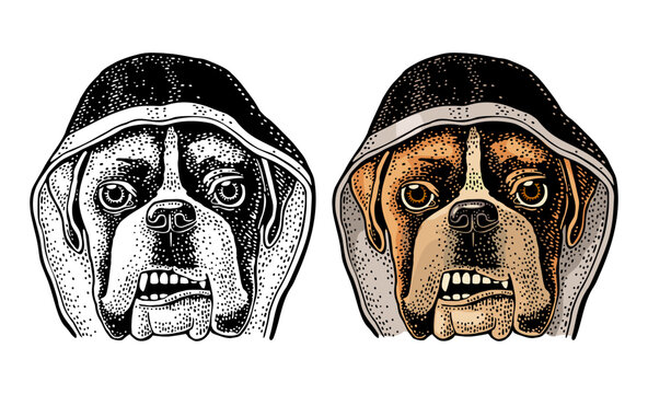 Boxer dog head wearing a hoodie. Vintage hand drawn color engraving illustration for poster. Isolated on white background