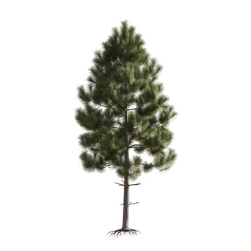 Pine tree isolated on transparent background. Pinus plant with green needles cutout png element design. Realistic botanical forest object on white.