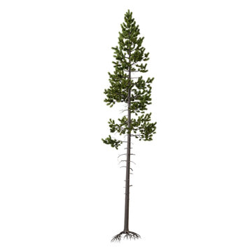 Pine tree isolated on transparent background. Pinus plant with green needles cutout png element design. Realistic botanical forest object on white.