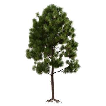 Pine tree isolated on transparent background. Pinus plant with green needles cutout png element design. Realistic botanical forest object on white.