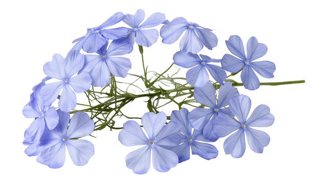 Delicate light blue plumbago auriculata flowers cluster on a thin green stem