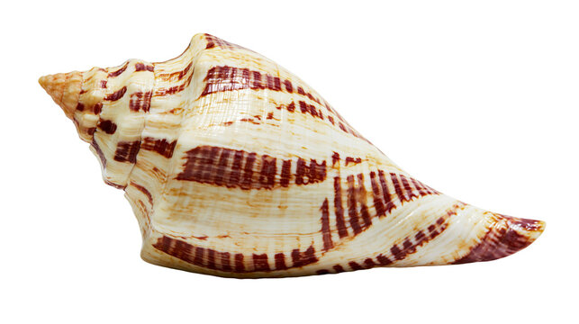 Spiral conch seashell with brown striped patterns and smooth textured surface