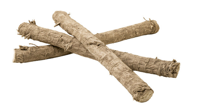 Two raw unpeeled burdock roots with rough textured brown skin