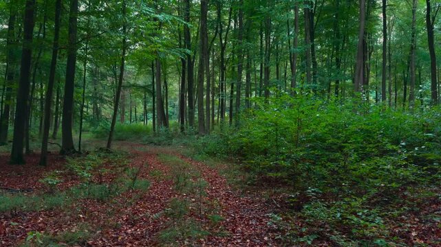 Idyllischer Wald im Herbst in Deutschland als HDR