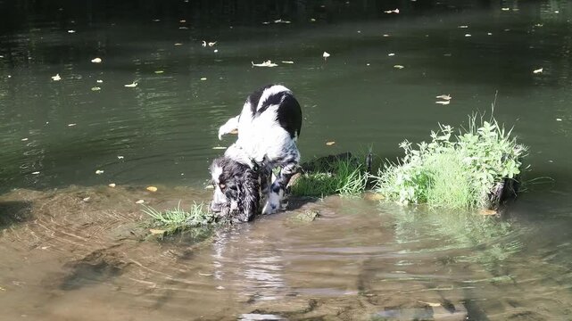 Playful Black and White Puppy Exploring Shallow Water and Slipping on a Riverbank