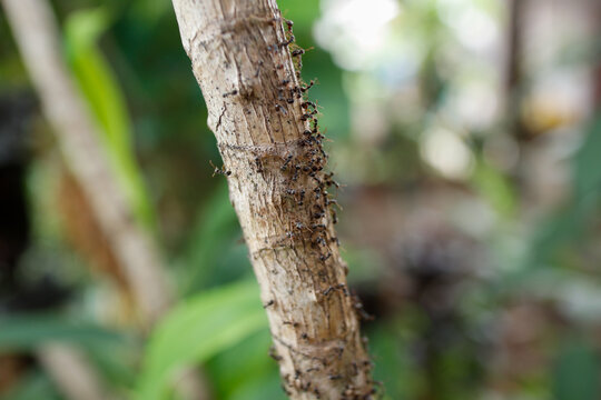 Close up shot of black ants crawling on dry plant stem in garden with blurred background for pest control advertisements and nature documentary.