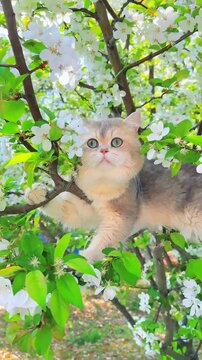 Cute fluffy cat sitting in a blossoming spring tree