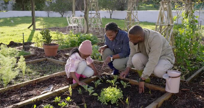 African American family planting seedlings in backyard bed, teaching child in boots, watering can