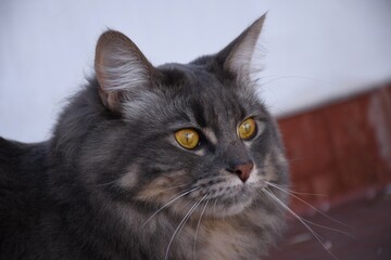 Side profile portrait of a fluffy grey cat with yellow eyes looking away © Learoma82