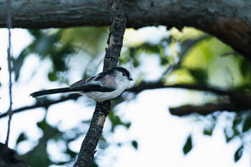 Small Long-tailed Tit Perching on a Tree Branch in Nature © kurileon