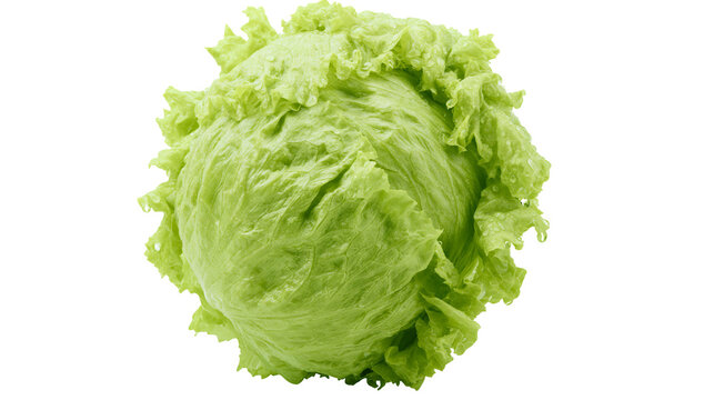 Fresh crisp head of green iceberg lettuce with ruffled leaves