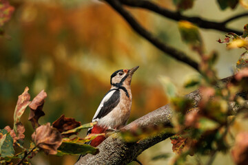 A close-up of a female Great spotted woodpecker (Dendrocopos major) perched on an oak branch with multicolored dried leaves in side view to the camera lens on a sunny autumn day. Wildlife photography  © Mariia