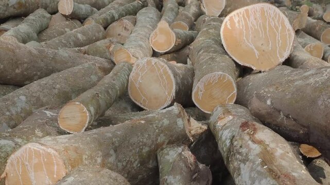 Stack of freshly cut rubberwood logs destined for thailand wood processing and furniture industries.