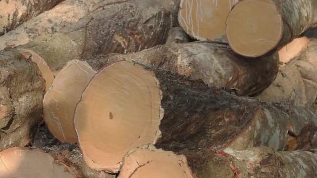 Stack of freshly cut rubberwood logs destined for thailand wood processing and furniture industries.