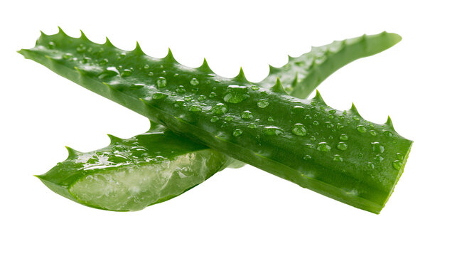 Fresh green aloe vera leaves with water droplets and succulent gel texture