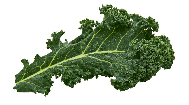 Fresh dark green curly kale leaf with visible veins and textured edges