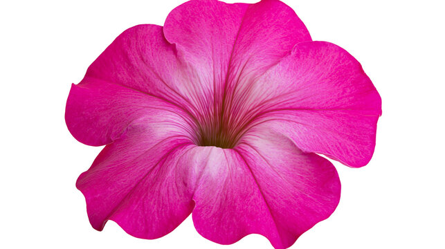 Vibrant magenta petunia flower blossom with delicate veined petals