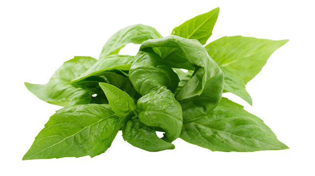 Fresh green basil leaves bunch with vibrant texture and pointed shape