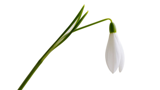 Single white snowdrop flower with green stem and leaves