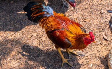 A brightly colored and majestic Thai native rooster. © chanchai