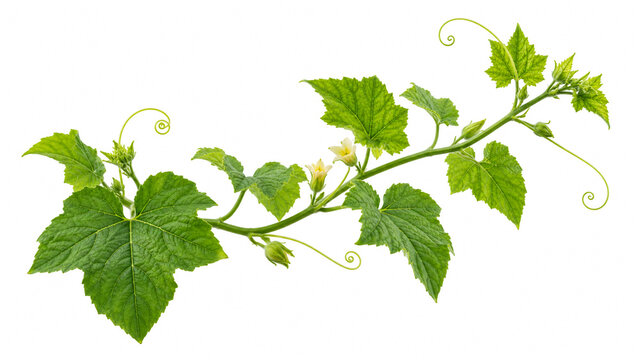 Fresh green vine with leaves tendrils and small yellow blossoms isolated on white background.